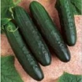 Farmer's Market Cucumbers