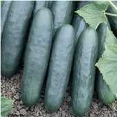 Marketer Cucumber Seeds CU12-20_Base
