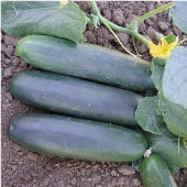 Marketmore 97 Cucumber Seeds CU113-10_Base