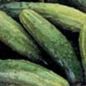 National Pickling Improved Cucumbers CU16-20_Base
