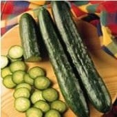 ZYMV - Zucchini Yellow Mosaic Virus Resistant Cucumbers