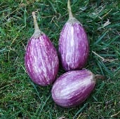 Antigua Eggplant Seeds EG27-10_Base