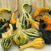 Autumn Wings Small Gourd Seeds GD52-10_Base