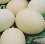 White Egg Gourds GD36-10