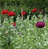 Breadseed Poppy Seeds HB163-1000_Base