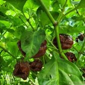 7 Pot Brain Strain Chocolate Pepper Seeds HP2497-10