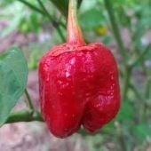 7 Pot Bubblegum Red Pepper Seeds HP2486-10_Base