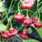Aji Dulce Pepper Seeds (Strain 1) HP844-10_Base