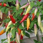Peppers Hot