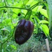 Ancho L Pepper Seeds HP695-10_Base