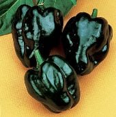 Ancho Poblano Pepper Seeds HP1888-20_Base