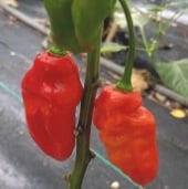 Bhut Jolokia Ghost Orange Pepper Seeds HP2318-10_Base