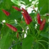 Bahamian Pepper Seeds HP330-10_Base