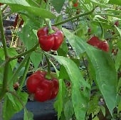 Barbados Pepper Seeds HP651-10_Base