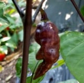 Bhut Jolokia Ghost Hot Peppers (Black) HP2299-5