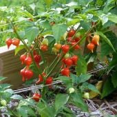 Biquinho Iracema Pepper Seeds HP2493-10