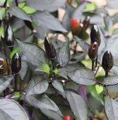 Black Prince Pepper Seeds HP985-10_Base