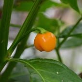 Bod'e Amarela Pepper Seeds HP2343-10_Base