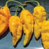 Bhut Jolokia Ghost Hot Peppers (Yellow)  HP2211-5_Base 