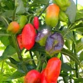Cajamarca Hot Peppers HP2347-10