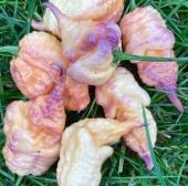 Carolina Reaper Purple Peach Pepper Seeds HP2504-10