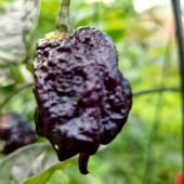 Carolina Reaper Purple Pepper Seeds HP2503-10