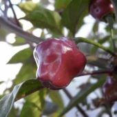 Cheiro Roxa Pepper Seeds HP2400-10_Base