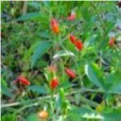 Chile Petine Pepper Seeds HP50-10_Base