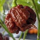 Chocolate Champion® Pepper Seeds HP2508-10_Base
