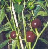 Chocolate Cherry Pepper Seeds HP46-10_Base