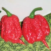 Carolina Reaper Hot Peppers (Red) HP2293-5