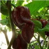 Devil's Tongue Chocolate Pepper Seeds HP2296-10_Base
