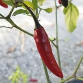 Guapito Hot Peppers HP2324-10_Base