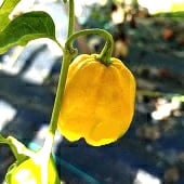 7 Pot Yellow Pepper Seeds HP2202-10_Base