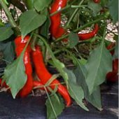 Hot Portugal Pepper Seeds HP112-10_Base
