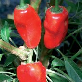 Hinkelhatz Hot Peppers (Red) HP2291-20