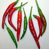 Japones Hot Peppers HP2220-10