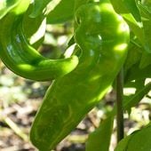 NuMex Series Hot Peppers