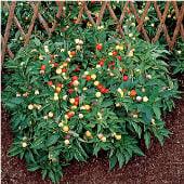 Marbles Pepper Seeds HP148-10_Base