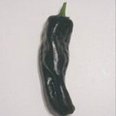 Negro Hot Peppers HP1086-20_Base
