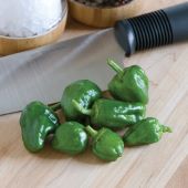 Padron Hot Peppers  HP2224-10 