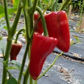 Piquillo Pepper Seeds HP1117-10_Base
