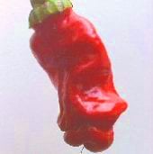 Peter Pepper Hot Peppers (Red) HP184-10