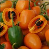 Rocoto Orange Hot Peppers HP465-10_Base