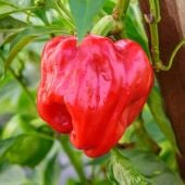 Real Deal Pepper Seeds HP2547-10