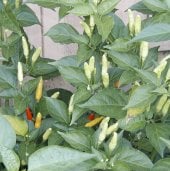 Tabasco Greenleaf Pepper Seeds HP291-10_Base