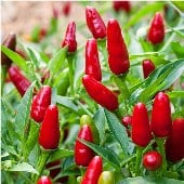 Thai Hot Ornamental Pepper Seeds HP245-10_Base