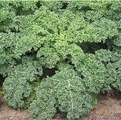 Dwarf Siberian Improved Kale Seeds KL4-750_Base