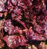 Ruby Red Lettuce Seeds LC33-750_Base