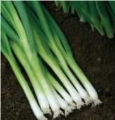 Evergreen White Bunching Onion Seeds ON25-250_Base